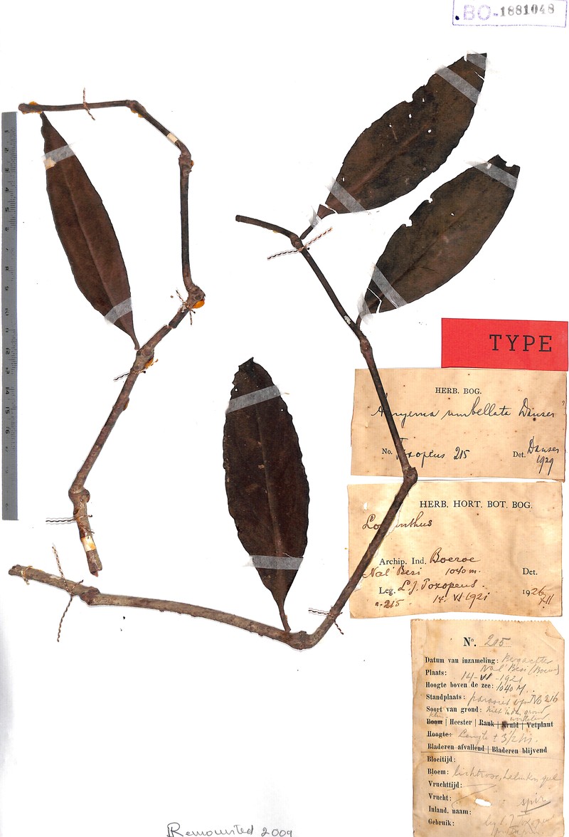 Amyema umbellata photo 2