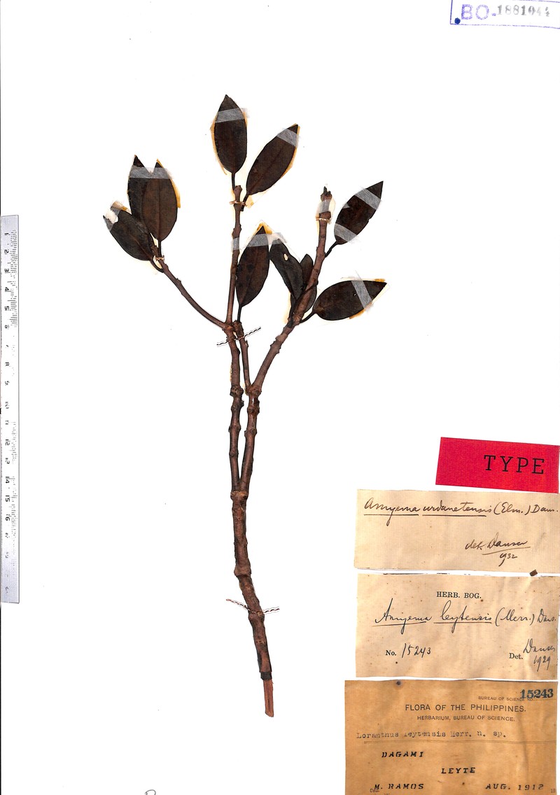 Amyema urdanetensis