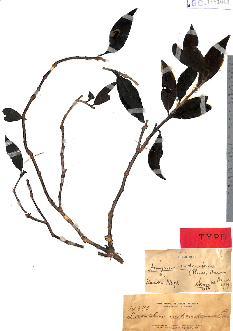 Amyema urdanetensis photo 2
