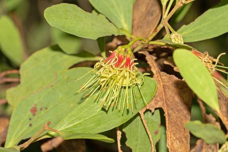 Amyema villiflora