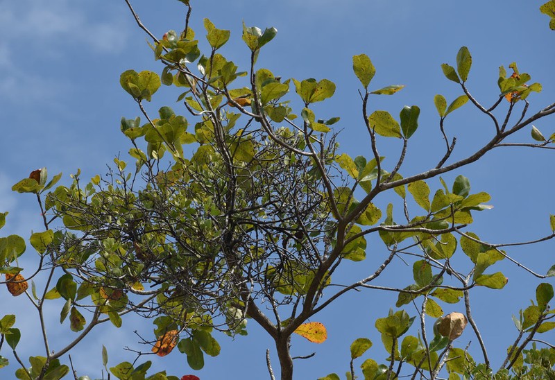 Amyema villiflora photo 2