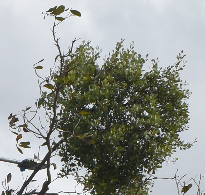 Amyema villiflora photo 3