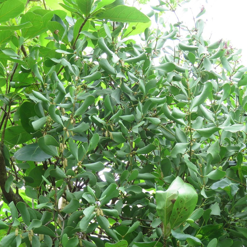 Amyema villiflora photo 5