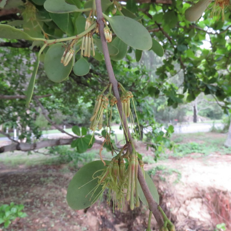 Amyema villiflora photo 6