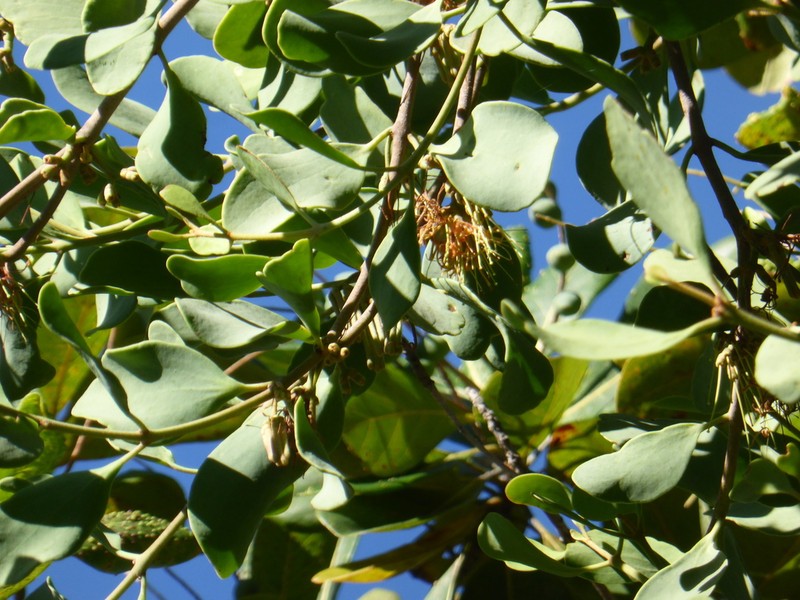 Amyema villiflora photo 7