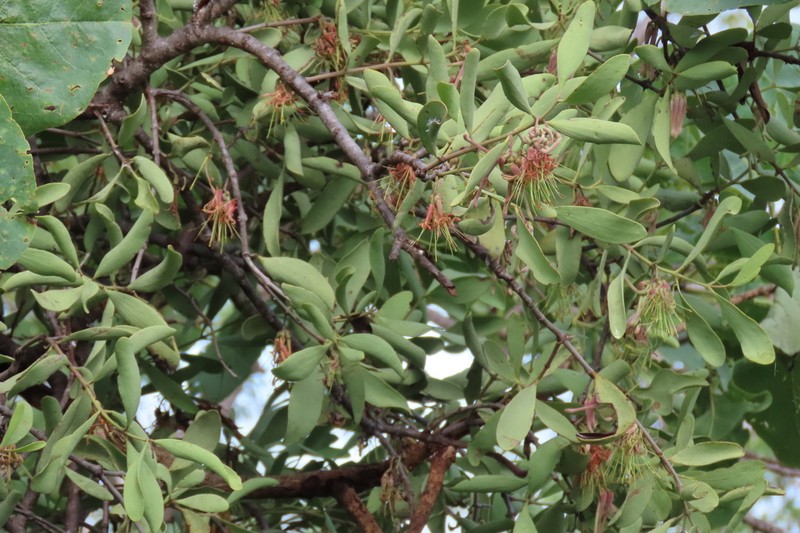 Amyema villiflora photo 8