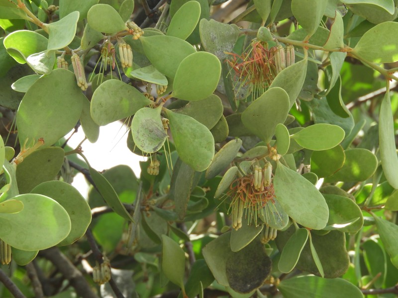 Amyema villiflora subsp. villiflora