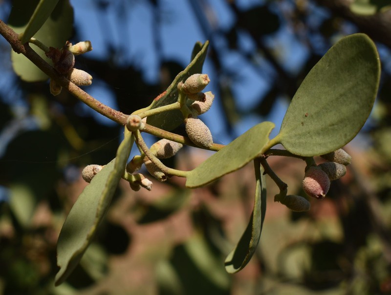 Amyema villiflora subsp. villiflora photo 2