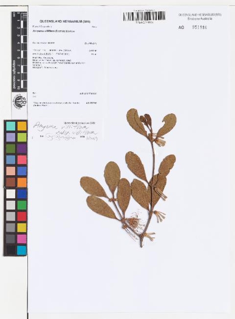 Amyema villiflora subsp. villiflora photo 3