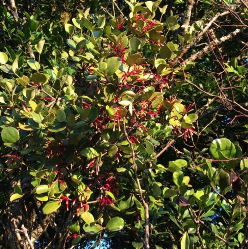 Amyema whitei