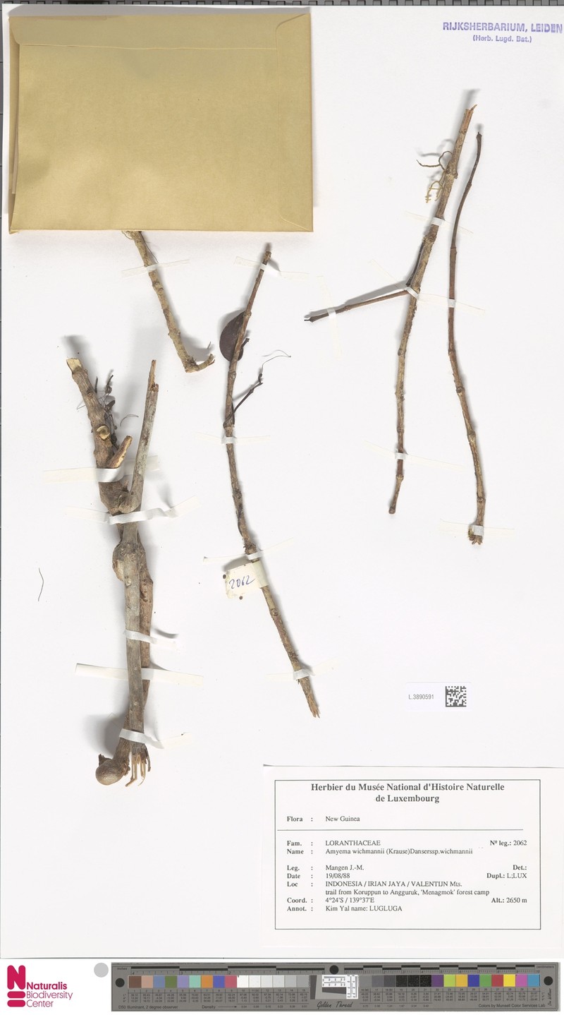 Amyema wichmannii subsp. wichmannii photo 2