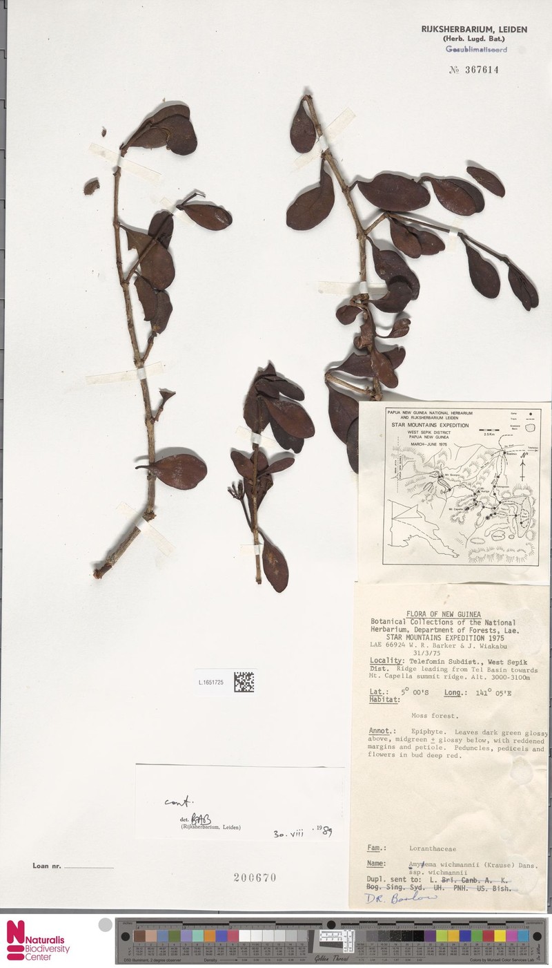 Amyema wichmannii subsp. wichmannii photo 3