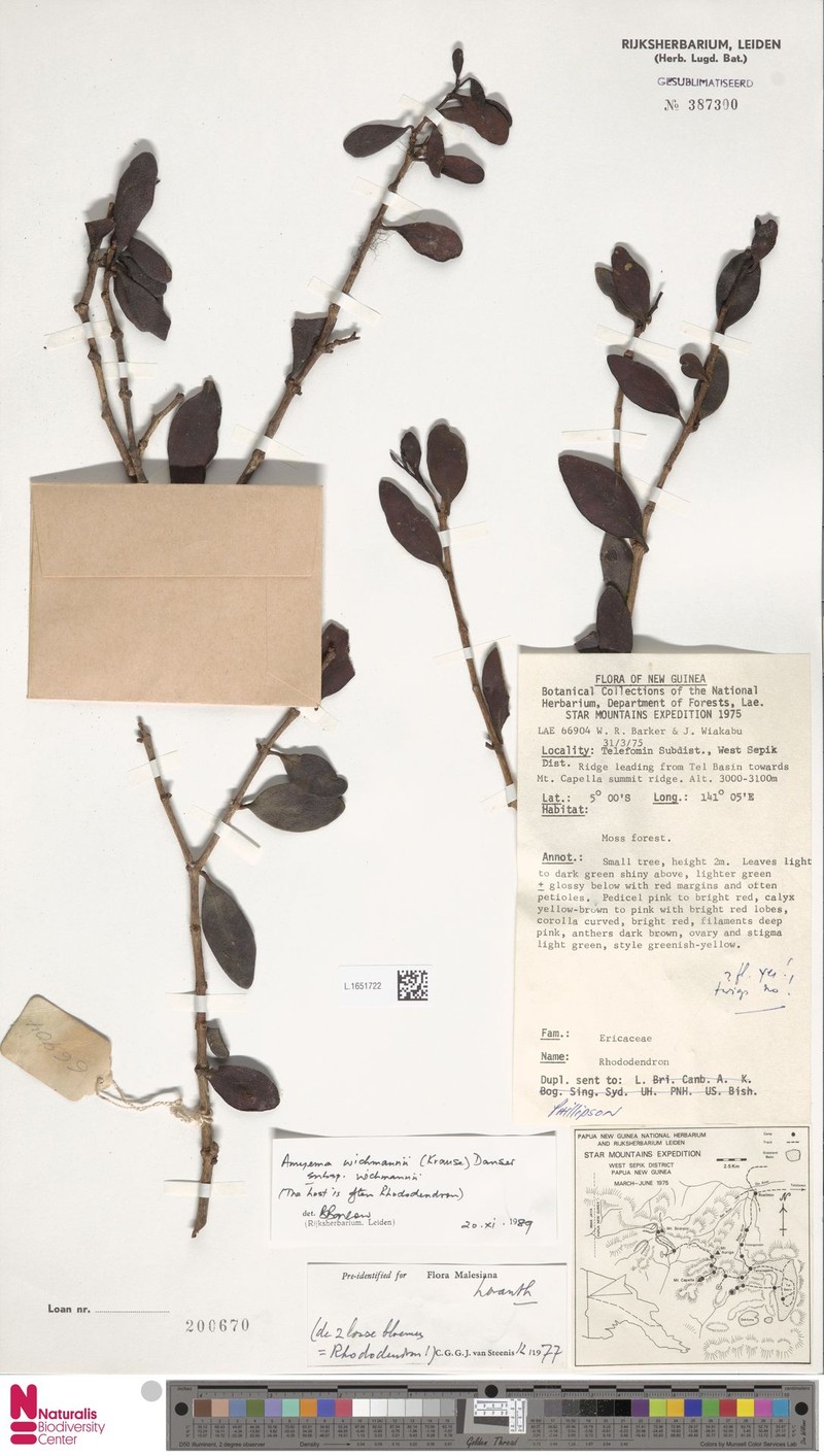 Amyema wichmannii subsp. wichmannii photo 4