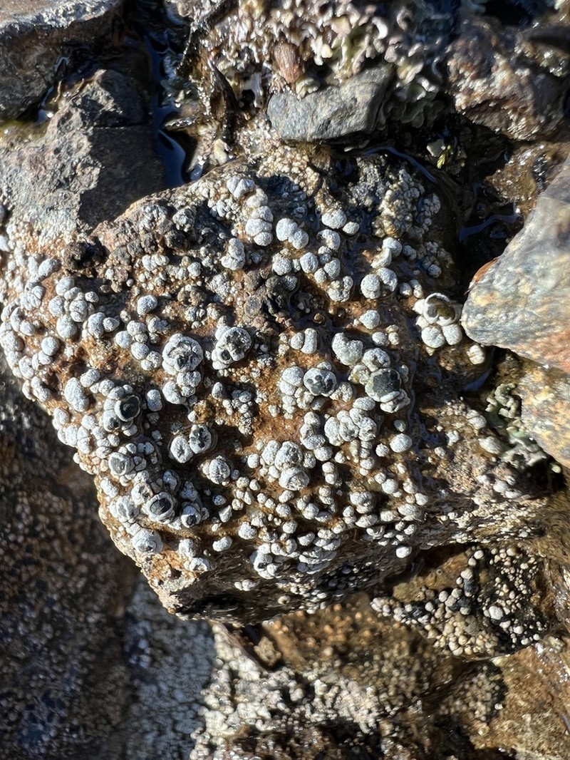 Amygdalaria Lichen photo 2