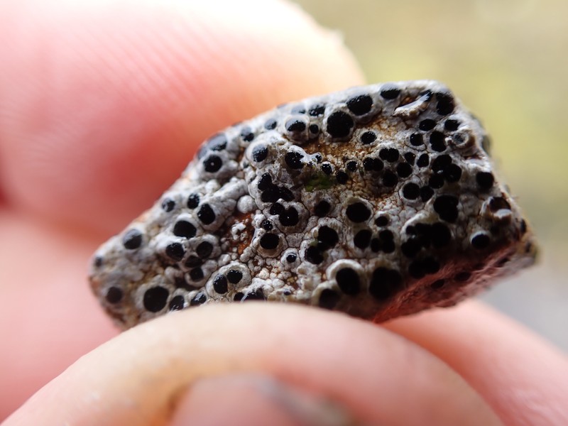 Amygdalaria Lichen photo 4