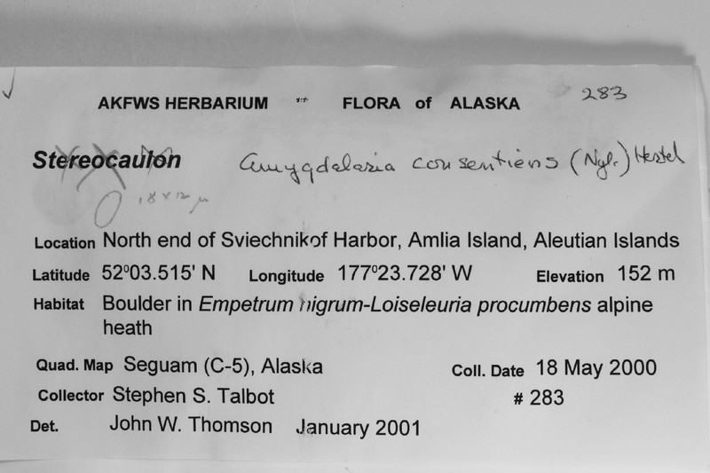 Amygdalaria Lichen photo 6