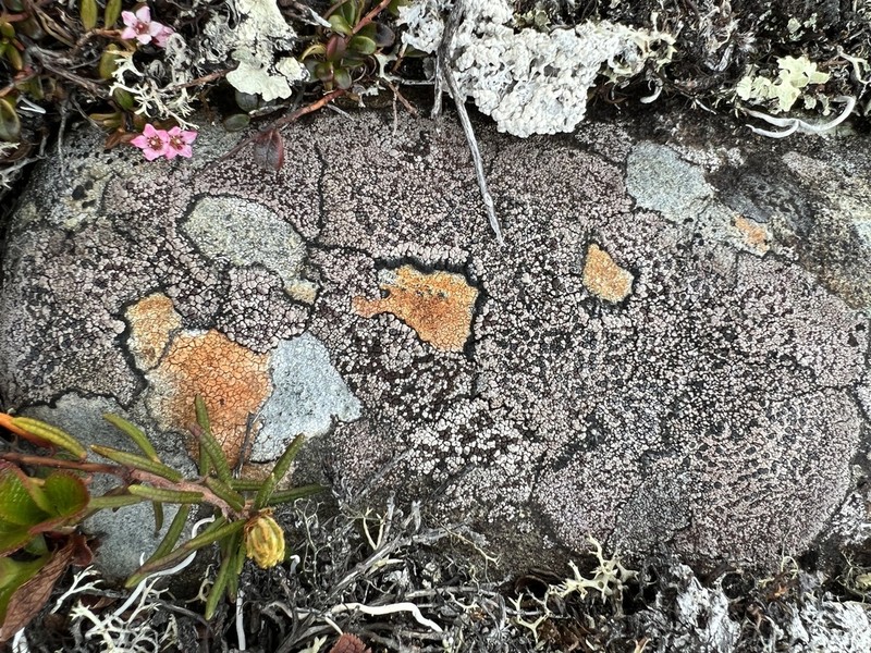 Elegant Amygdalaria Lichen