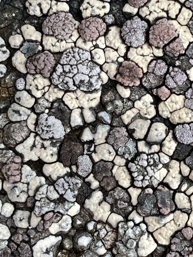 Elegant Amygdalaria Lichen photo 2