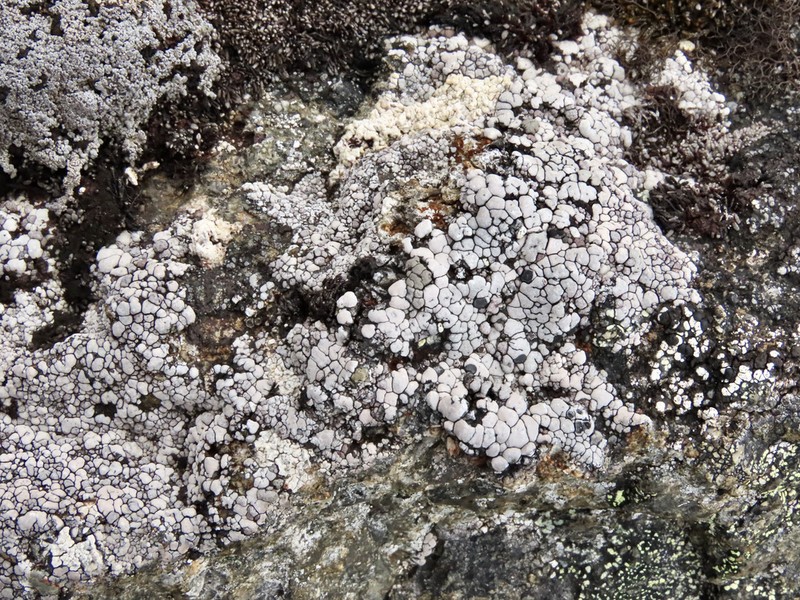 Elegant Amygdalaria Lichen photo 3
