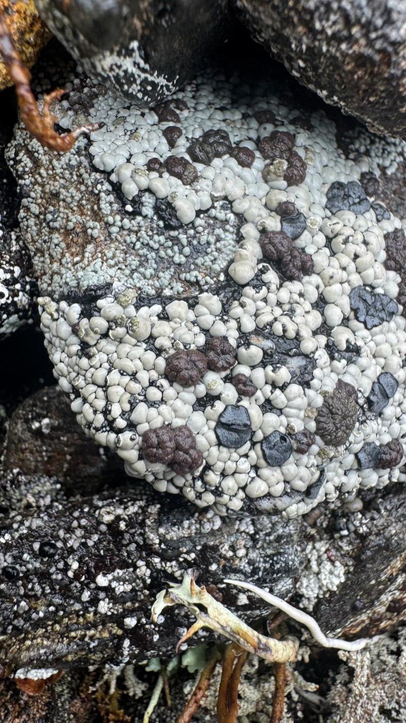 Elegant Amygdalaria Lichen photo 5