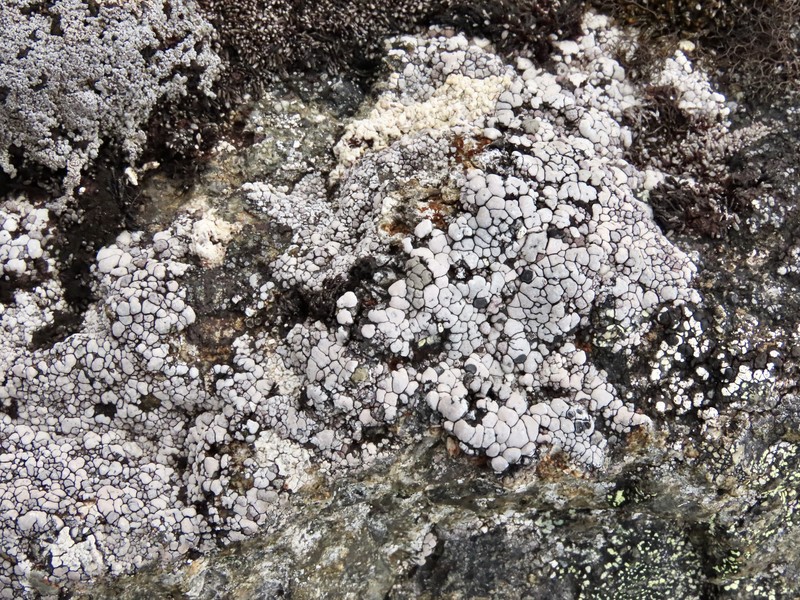 Elegant Amygdalaria Lichen photo 6