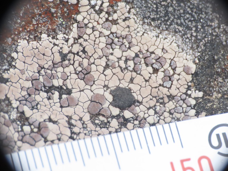 Elegant Amygdalaria Lichen photo 7