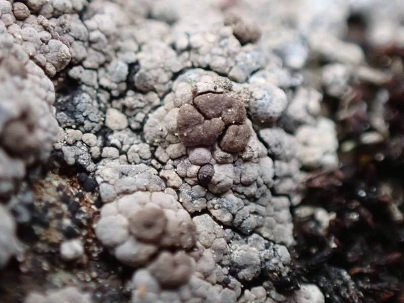 Haid's Amygdalaria Lichen