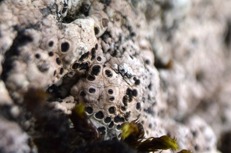 Haid's Amygdalaria Lichen