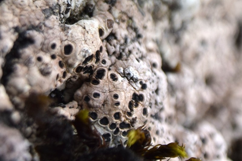 Haid's Amygdalaria Lichen photo 2