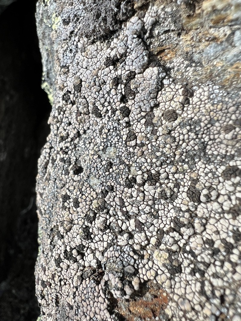 Amygdalaria Lichen