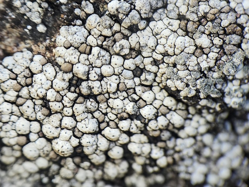 Amygdalaria Lichen photo 2