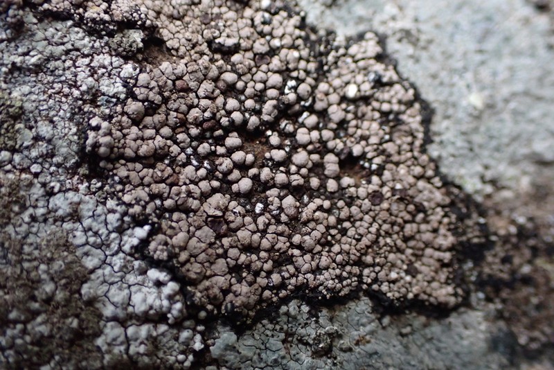 Amygdalaria Lichen photo 3