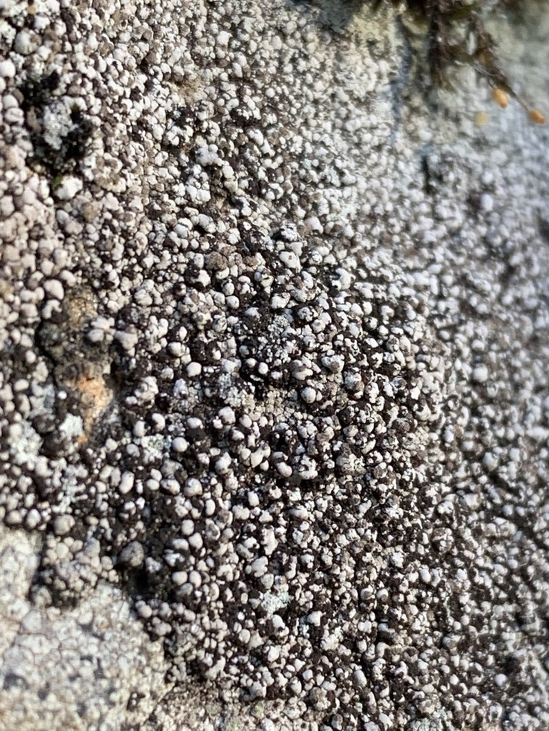 Amygdalaria Lichen photo 4