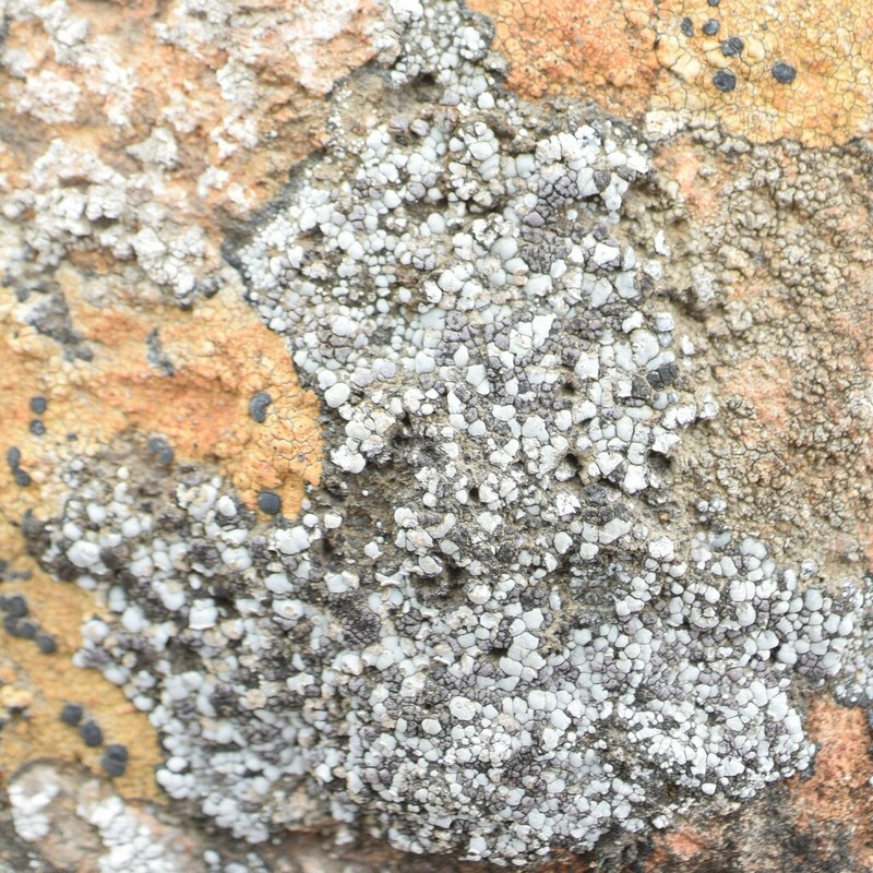Amygdalaria Lichen photo 5