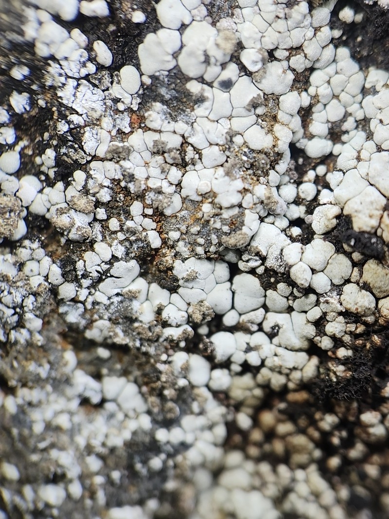 Amygdalaria Lichen photo 6