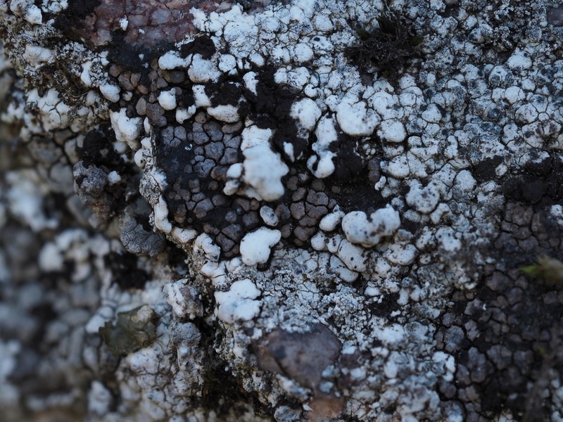 Amygdalaria Lichen photo 7
