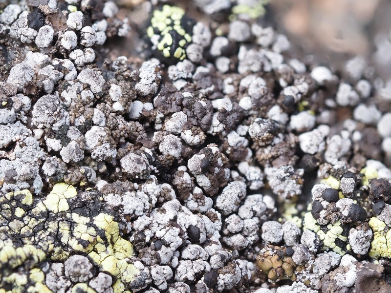 Amygdalaria Lichen photo 8