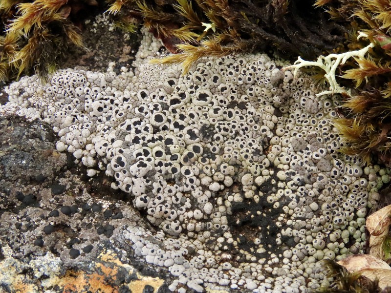 Amygdalaria Lichen