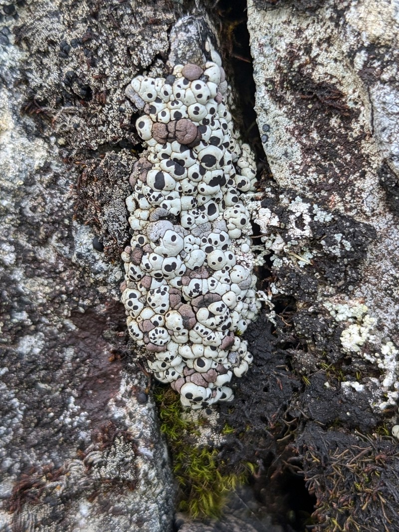 Amygdalaria Lichen photo 3