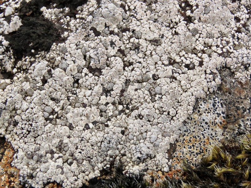 Amygdalaria Lichen photo 4
