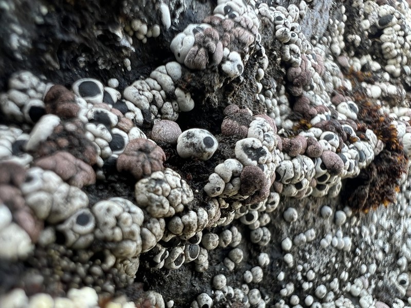 Amygdalaria Lichen photo 5