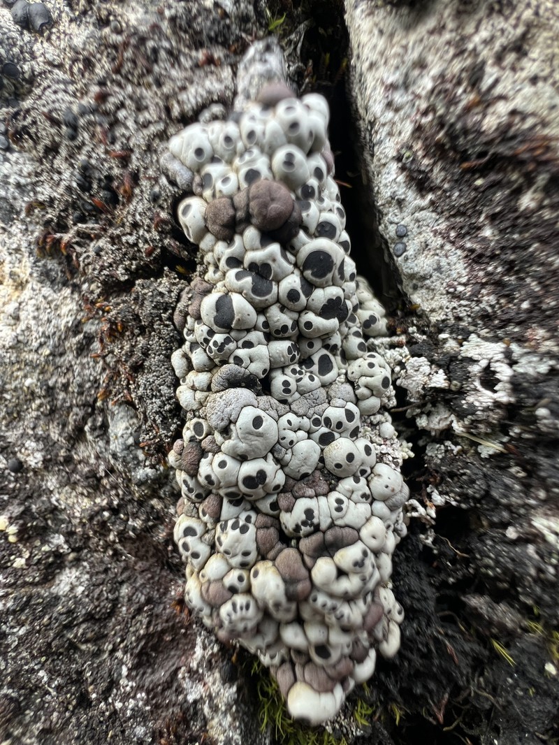 Amygdalaria Lichen photo 8