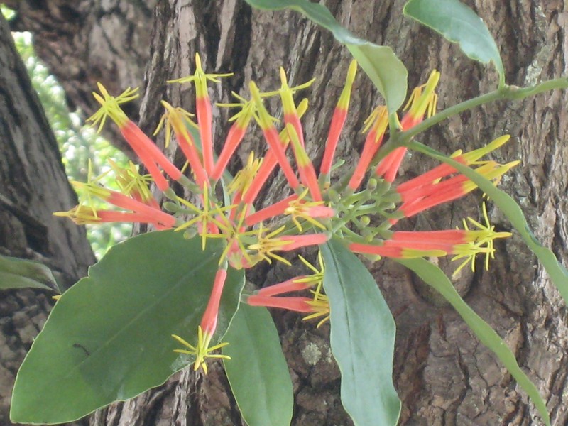 Amylotheca dictyophleba