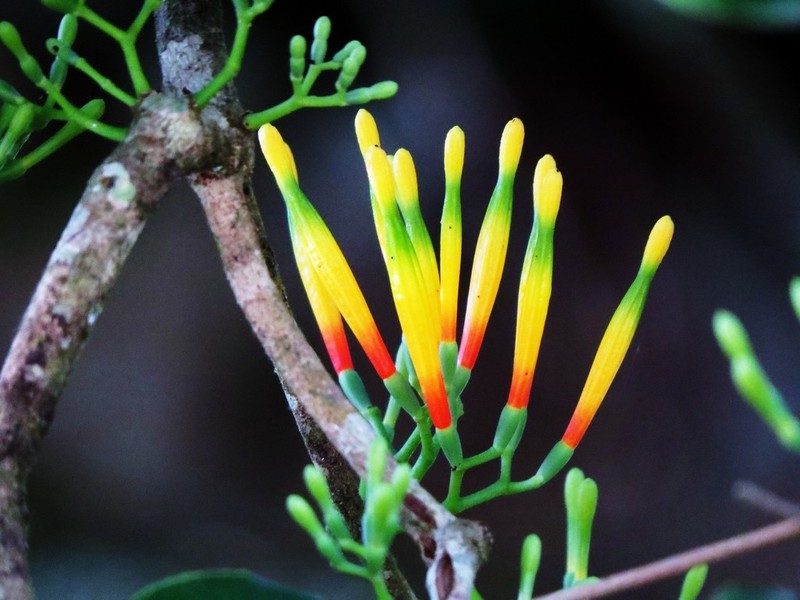 Amylotheca dictyophleba photo 2
