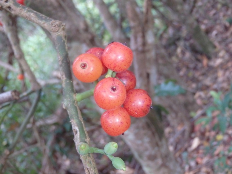 Amylotheca dictyophleba photo 3