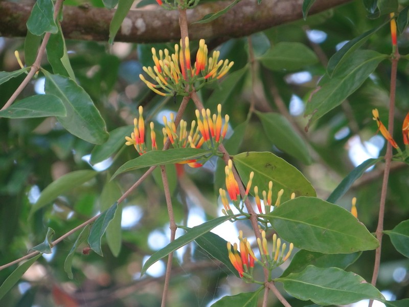 Amylotheca dictyophleba photo 4