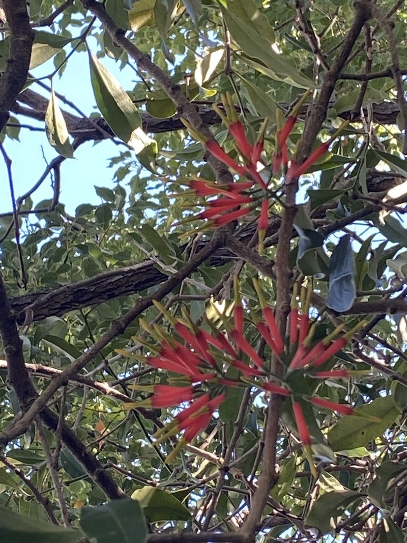 Amylotheca dictyophleba photo 5