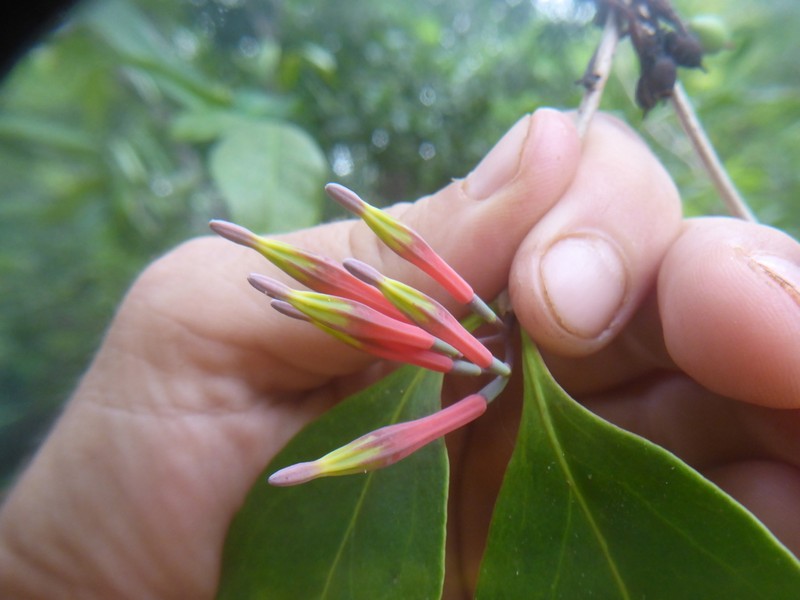 Amylotheca dictyophleba photo 8