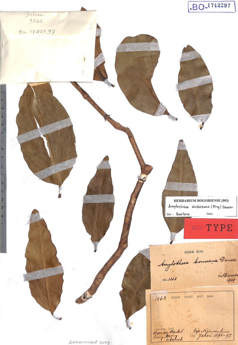Amylotheca duthieana