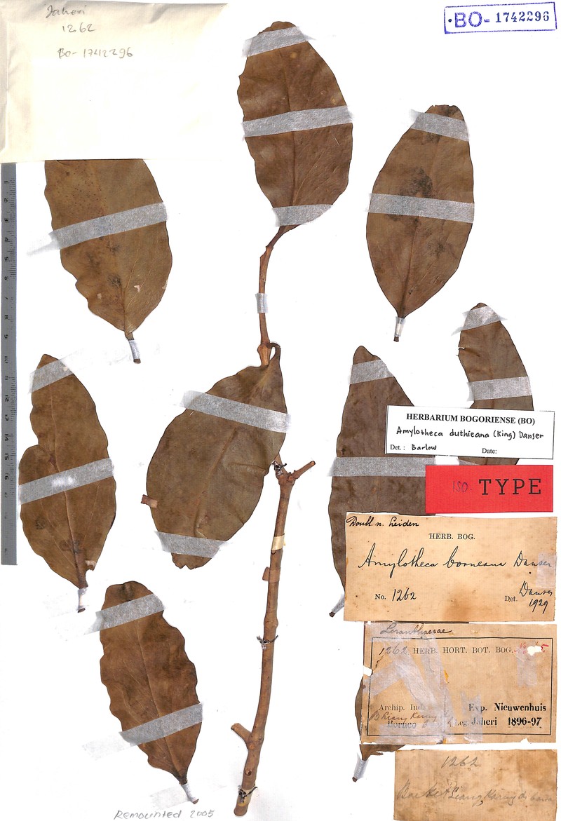 Amylotheca duthieana photo 2